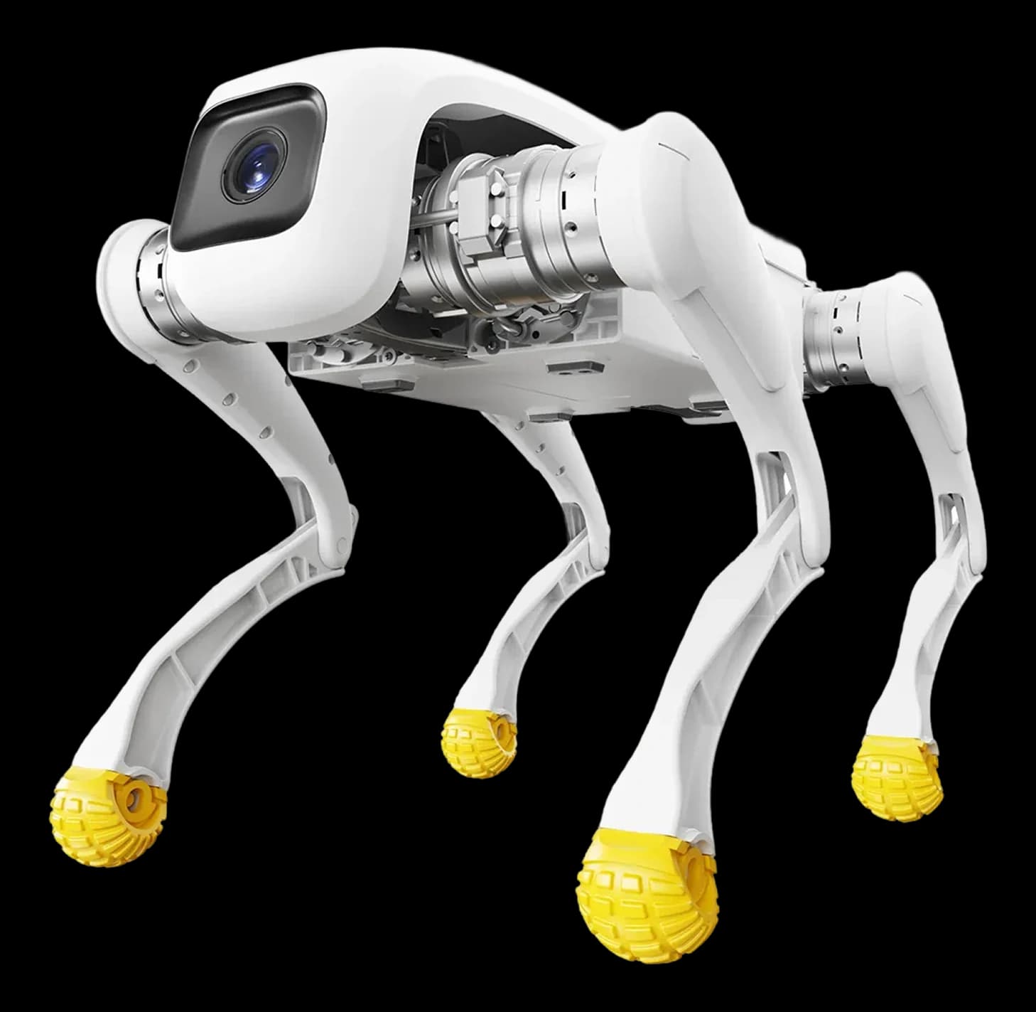 Close front three-quarter white quadruped with yellow feet.
