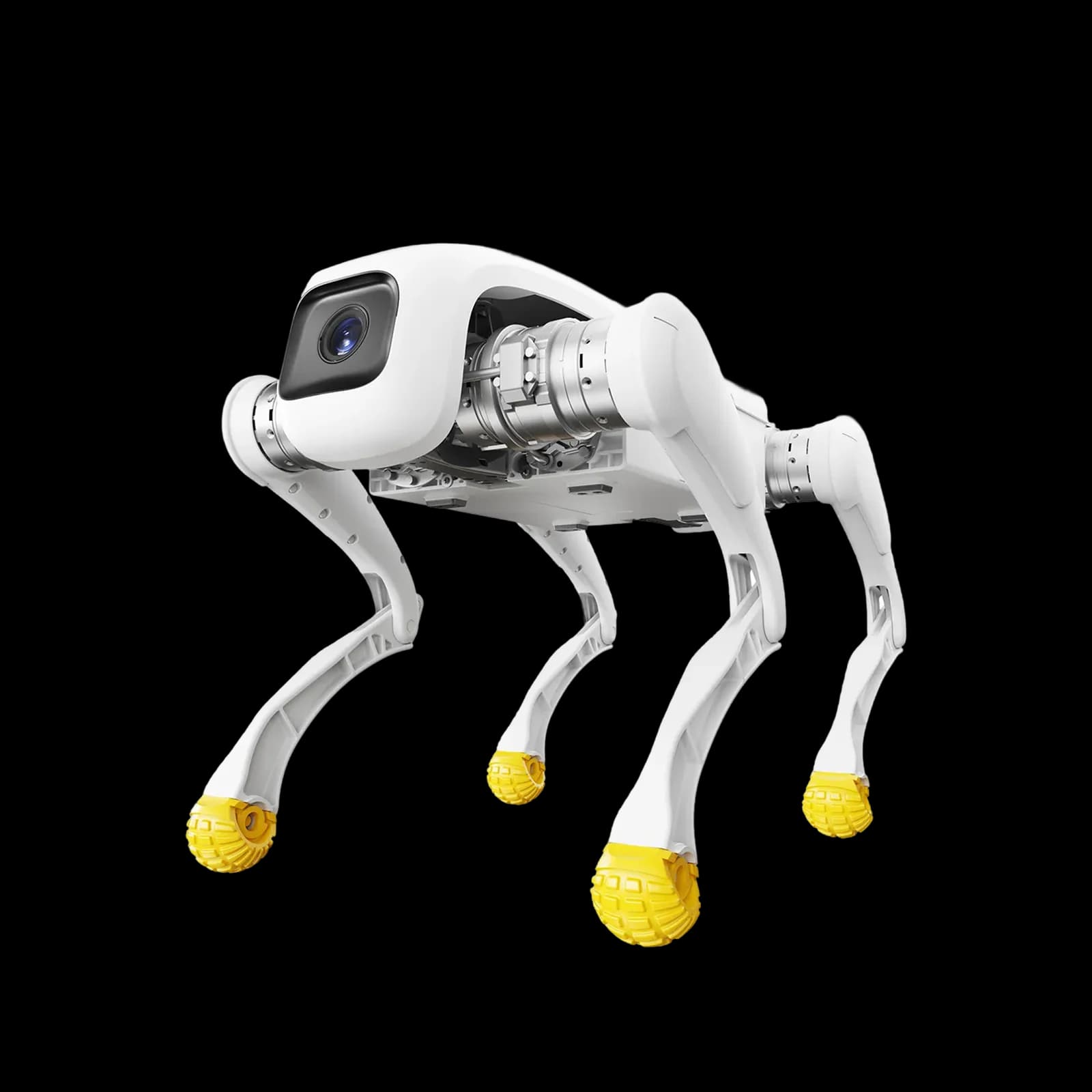 Front three-quarter white quadruped with yellow feet.